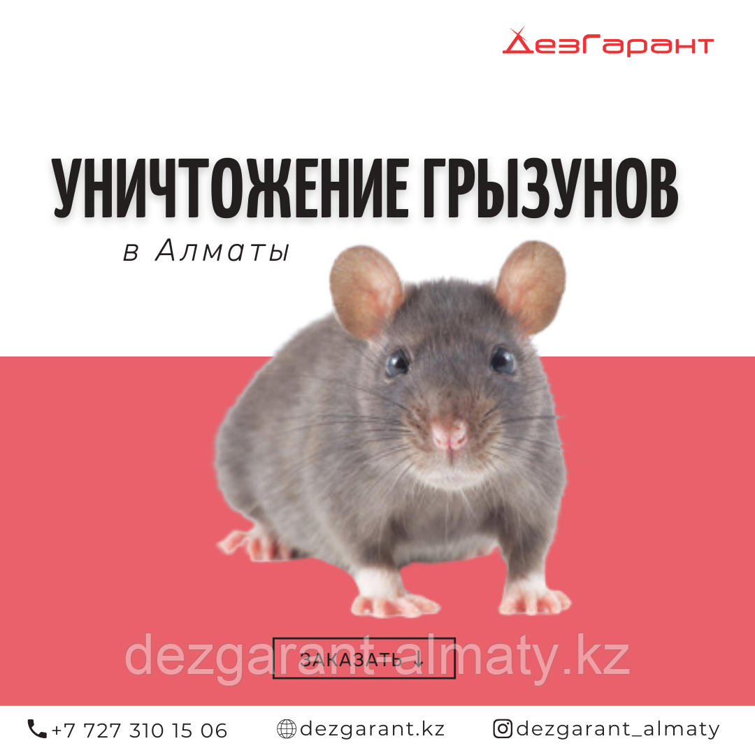 Уничтожение крыс и мышей в Алматы