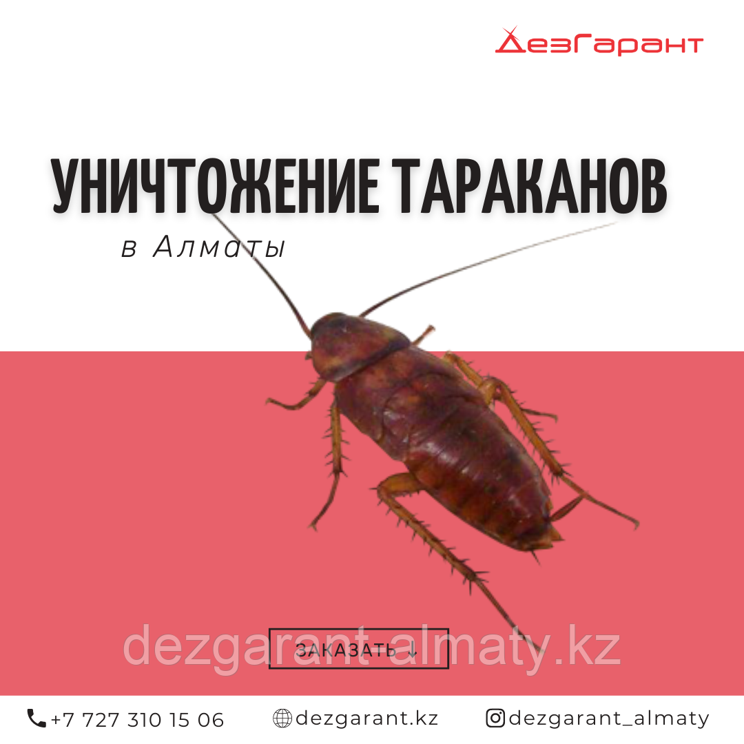 Уничтожение тараканов в Алматы