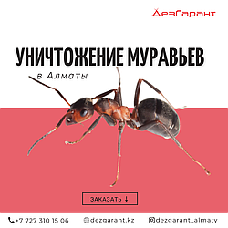 Уничтожение муравьев Алматы