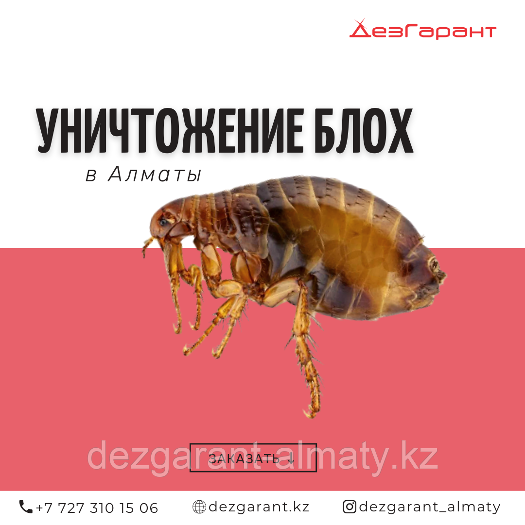 Уничтожение блох Алматы