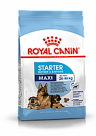 Royal Canin MAXI STARTER M&B 2 айға дейінгі күшіктерге арналған. және жүкті, бала емізетін ірі тұқымды қаншықтар, 15 кг