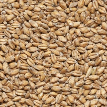 Солод Пшеничный специальный 25 кг