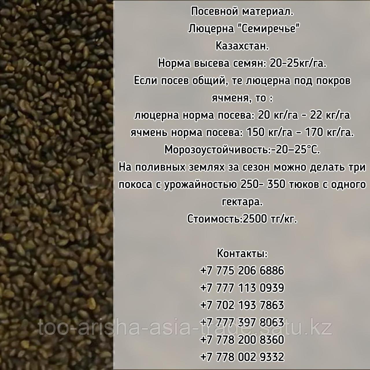 Семена Люцерны "Семиречье" Казахстан - фото 1 - id-p79561087
