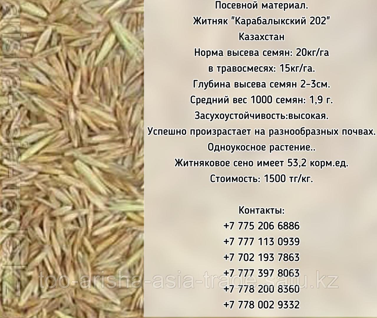 Семена сорт Житняк "Карабалыкский 202", "Батыр" элита Казахстан
