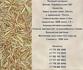 Семена сорт Житняк "Карабалыкский 202", "Батыр" элита Казахстан