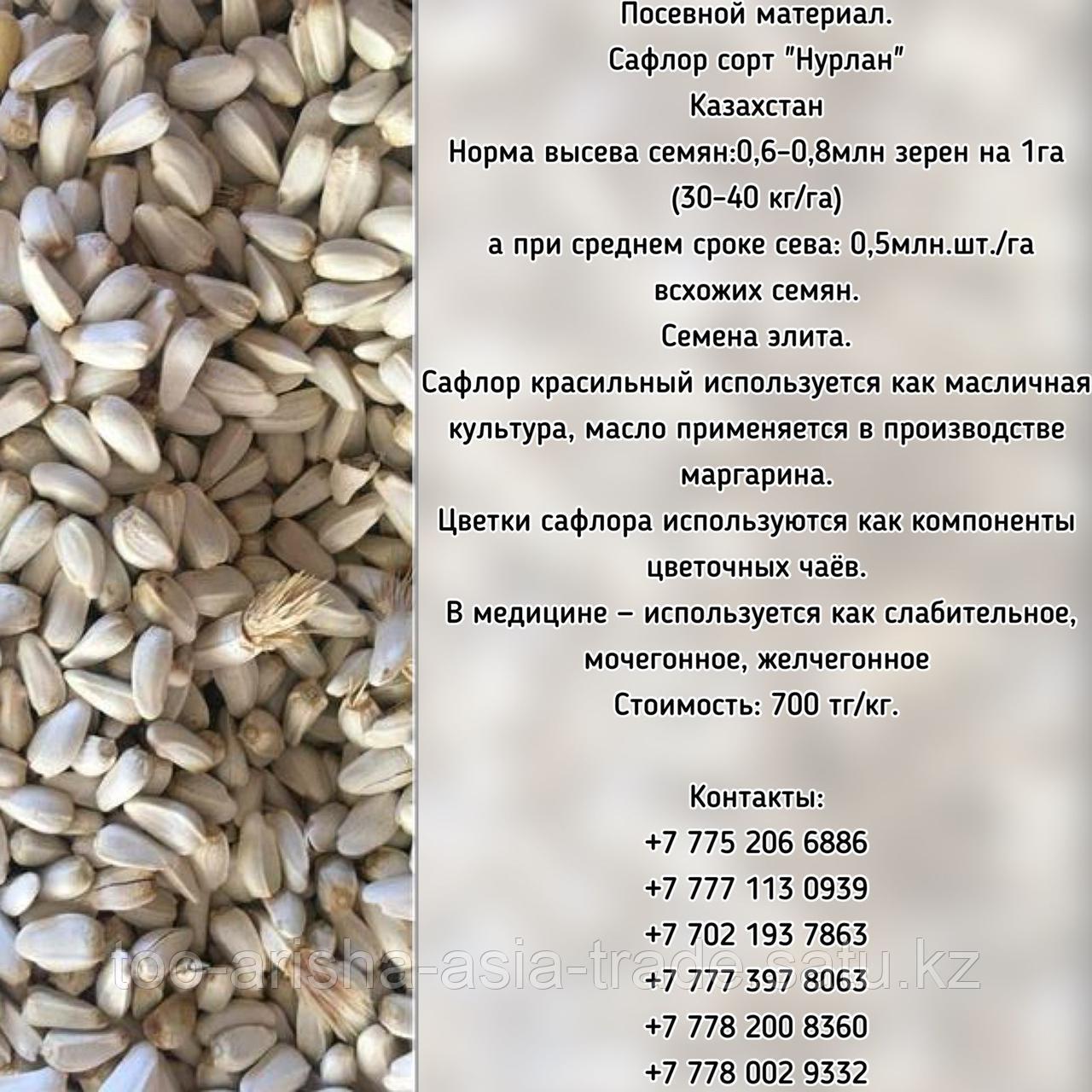 Семена Сафлора сорт "Нурлан" Казахстан