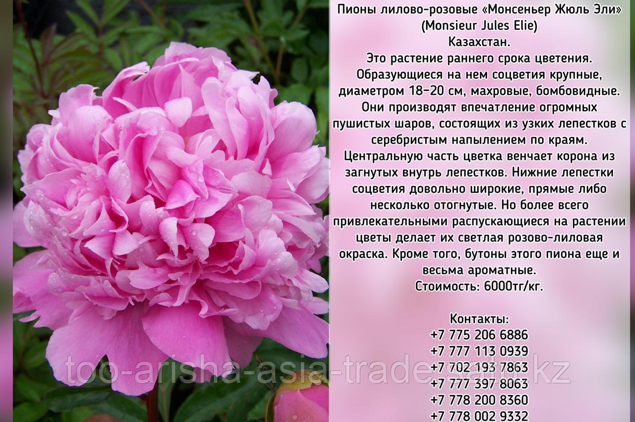 Пионы лилово-розовые «Монсеньер Жюль Эли» Казахстан