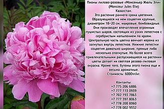 Пионы лилово-розовые «Монсеньер Жюль Эли» Казахстан