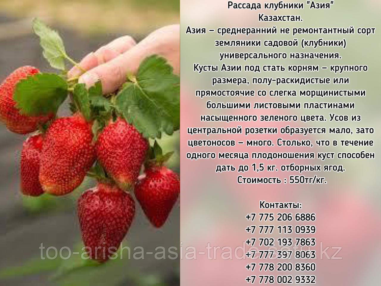 Рассада клубника "Азия" Казахстан