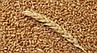Пшеница кормовая Казахстан, фото 2