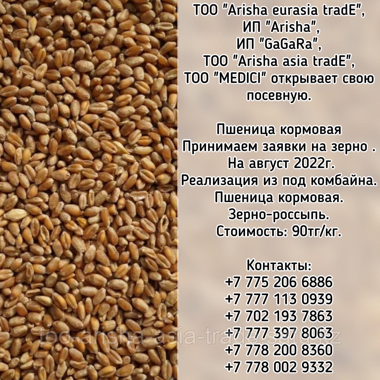 Пшеница кормовая Казахстан