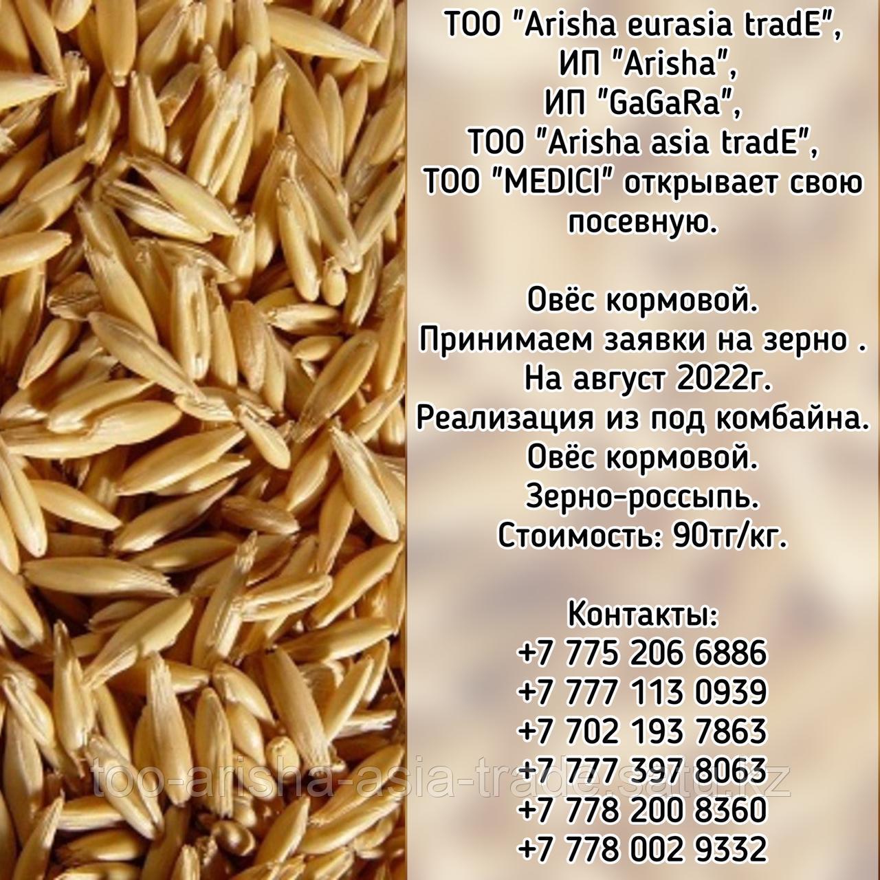 Овес кормовой Казахстан