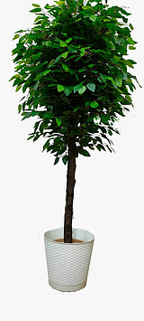 Дерево фикус Бенджамин ( ботаническая копия)