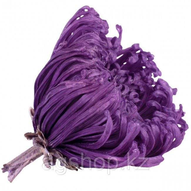 Цветок Анастасия пурпурный - фото 1 - id-p99895203