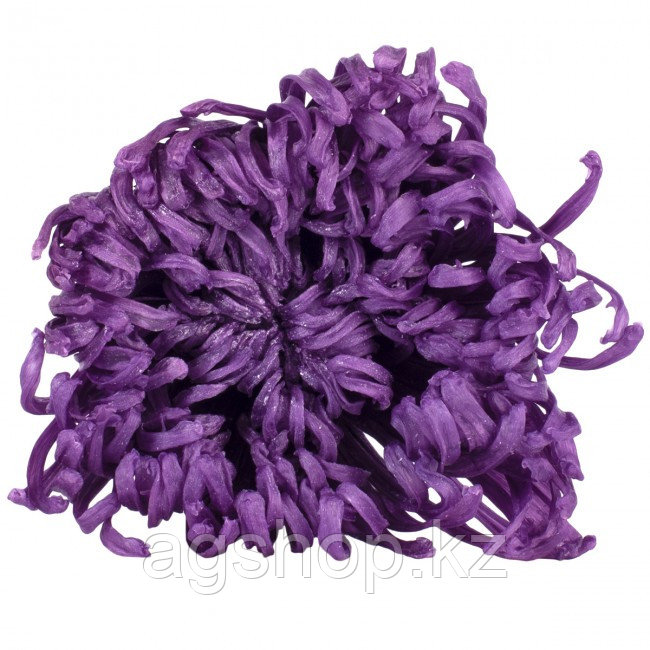Цветок Анастасия пурпурный - фото 3 - id-p99895203