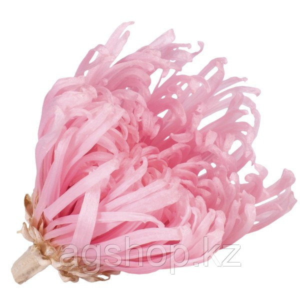 Цветок Анастасия розовый - фото 1 - id-p99895202