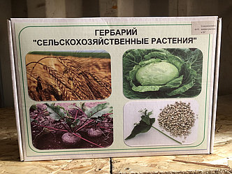 Гербарий Сельскохозяйственные растения