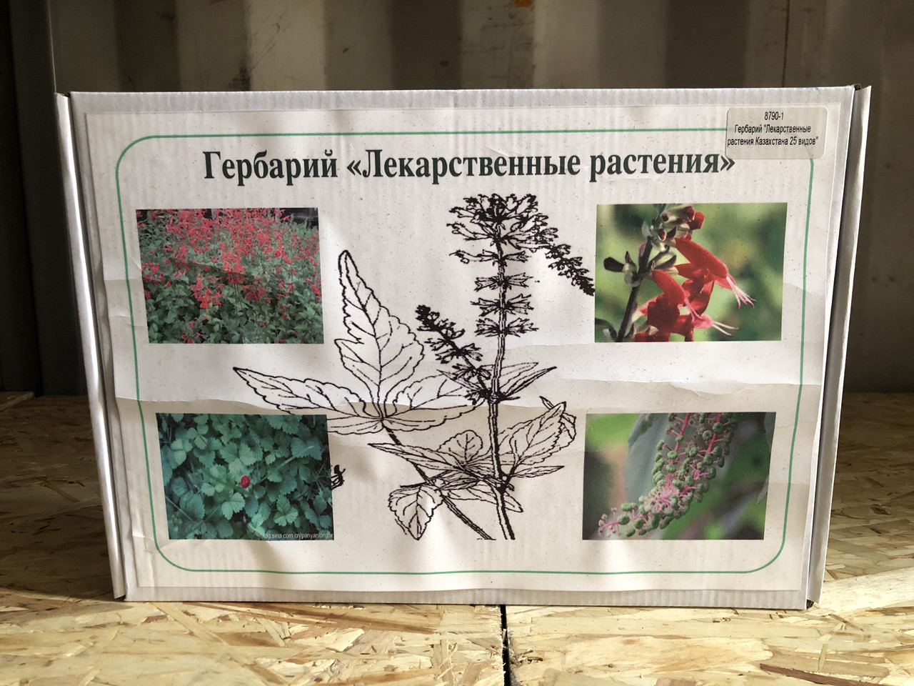 Гербаризация лекарственных растений
