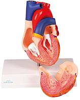 Модель сердца, в натуральную величину, 2 части