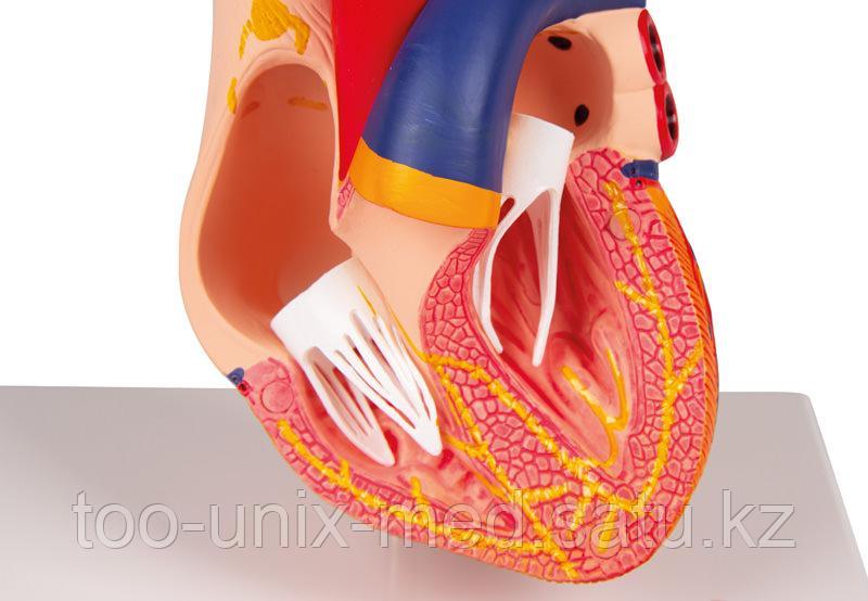 Оральды секс туралы онлайн нұсқаулық бейне