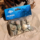 Набор ракушек, "Молюски №2", размер 2,5 - 3,5 см, 100 г, фото 3