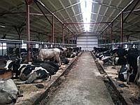 Молочные, мясные фермы под ключ