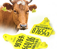 Гауптнердің құлақ жапсырмалары және жануарларды идентификациялау