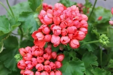 Пеларгония тюльпановидная Red pandora/растение в горшке - фото 1 - id-p100156147