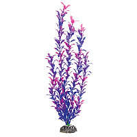 Растение "Людвигия фиолетовая" - высота 500мм