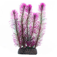 Растение "Перистолистник" фиолетовый - высота 200мм