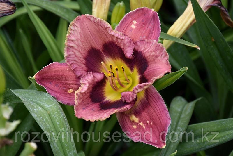 лилейник олвейс афтенун. Always afternoon. лилейник олвейс афтенун. лилейник гибридный олвейс афтернун. лилейник ансверинг энджел.