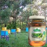 Мёд Лесное разнотравье (Алтай), 1 кг, фото 3