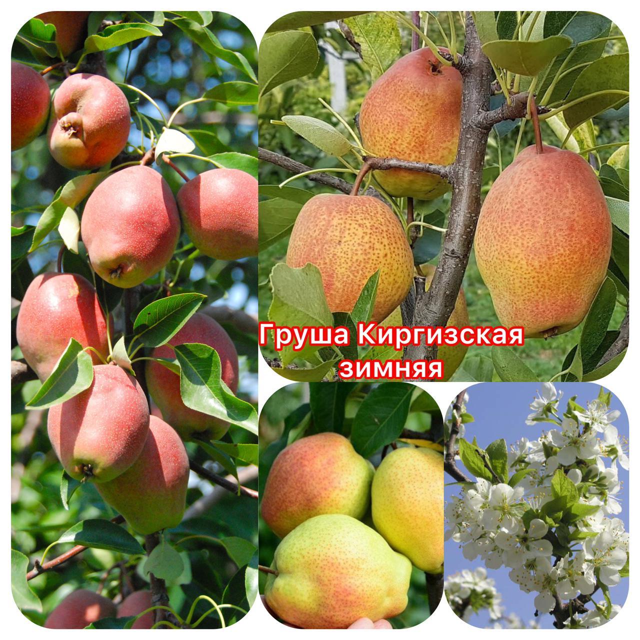 Киргизская Зимняя Груша Купить Саженцы