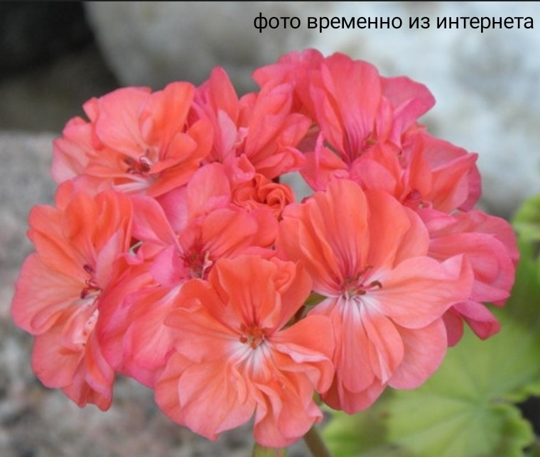 Bronze Corine/ укор.черенок