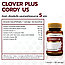 Кордицепс с витаминно-минеральным комплексом Clover Plus Cordy US, 30 капсул. Таиланд, фото 2