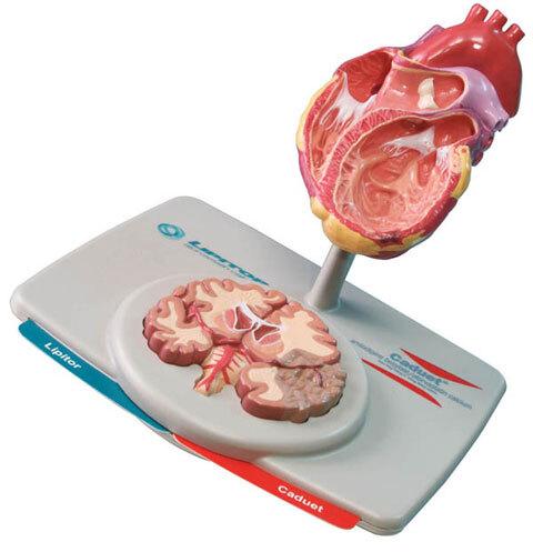 Модель сердца и мозга ,