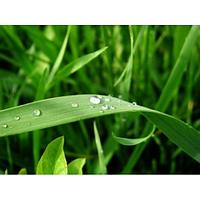 Отдушка Sabila (свежесть с нотами скошенной травы) CFS 33548