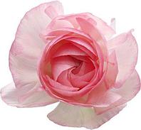 Отдушка Роза болгарская CFS 15101