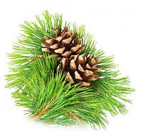 Отдушка Хвоя CFS 23102