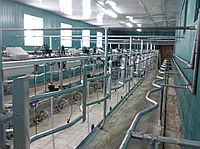 Доильный зал Елочка 2х6 от 200 голов (каркас Россия)