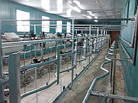Доильный зал Елочка 2х8 от 300 голов (каркас Россия)