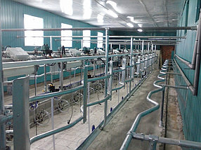 Доильный зал Елочка 2х12 от 500 голов (каркас Россия)