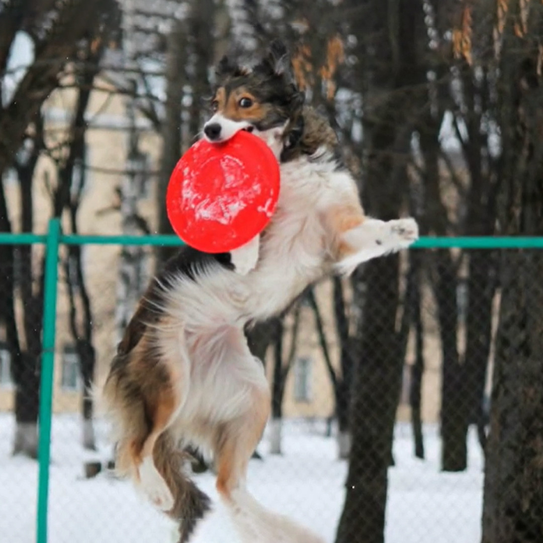 Игрушка для животных Doglike Тарелка для собак летающая Малая, оранжевый, диаметр 18 см - фото 5 - id-p101152347