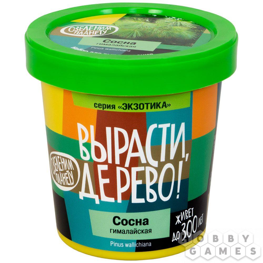 Вырасти дерево: Сосна гималайская
