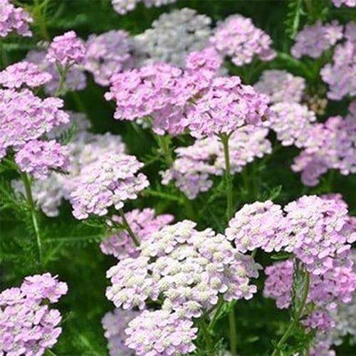 Achillea millefolium (тысячелистник парковый) APPLEBLOSSOM молодое растение в 14 горшке