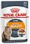 Royal Canin Intense Beauty  PORK FREE в соусе Паучи для кошек красота шерсти (12 шт. по 85 гр), фото 3