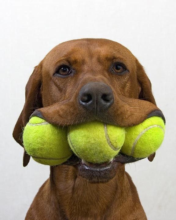Игровые мячи для собак (3шт) - фото 2 - id-p101341021