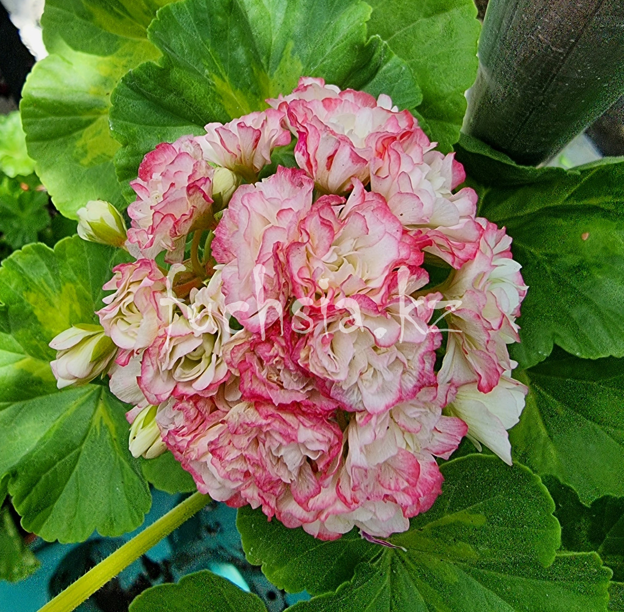 Happy Appleblossom Rosebud / укор.черенок