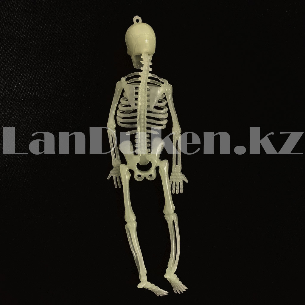 Светящийся (фосфорный) скелет для Хэллоуина 20 см - фото 4 - id-p101513213