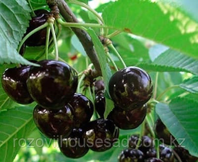 Немересі мен атасы арасындағы орыс ауылының секс порно Санкт-Петербургтен келген студенттермен порно